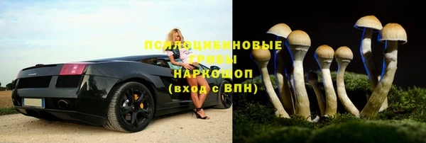 трава Белокуриха