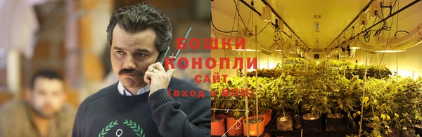 трава Белокуриха